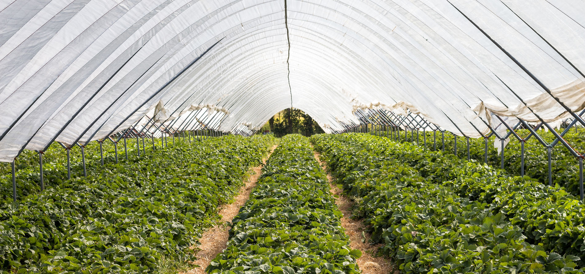 Seasonal Workers in a field