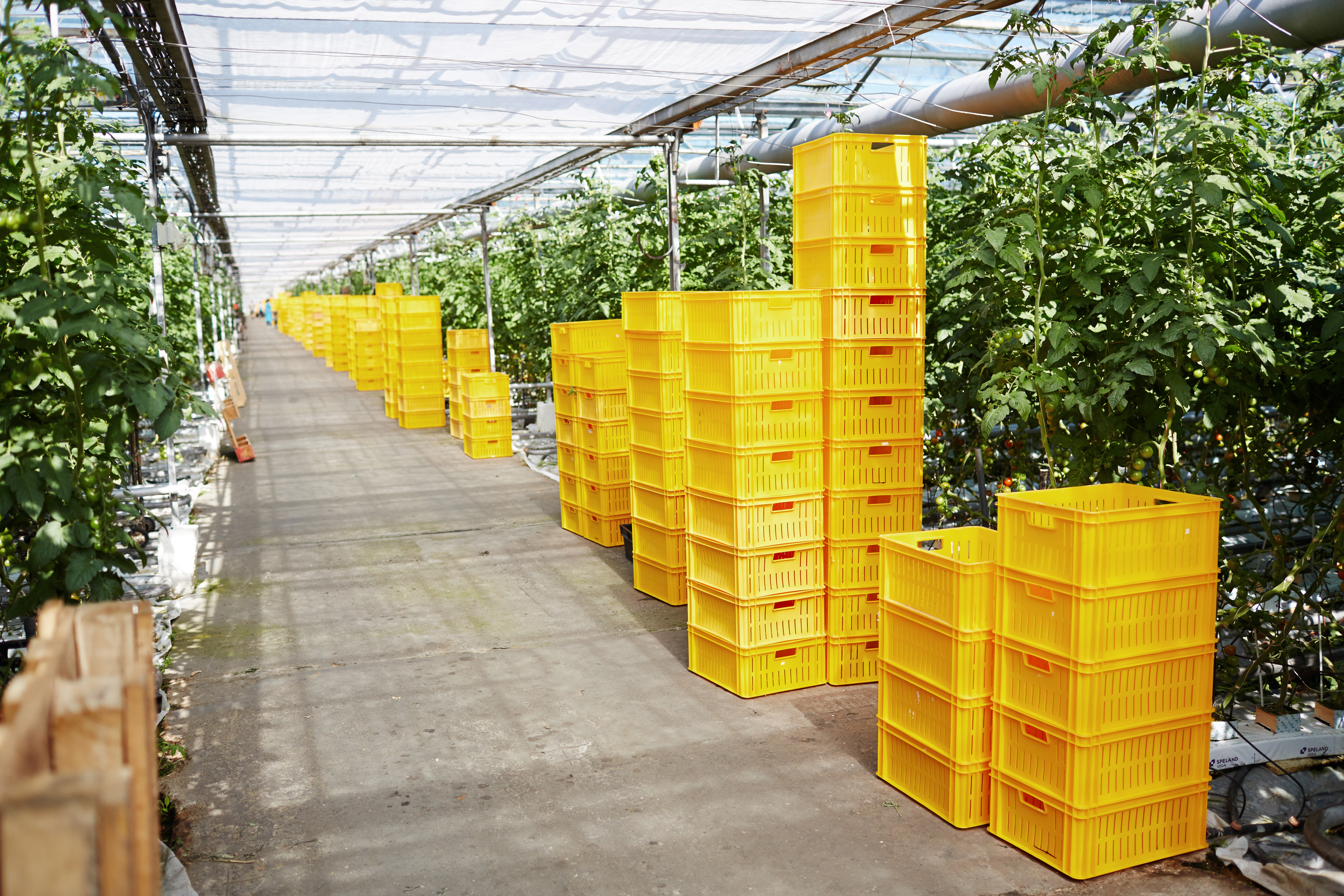 Horticultural workers tending to plants